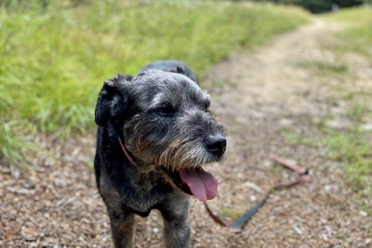 Dog