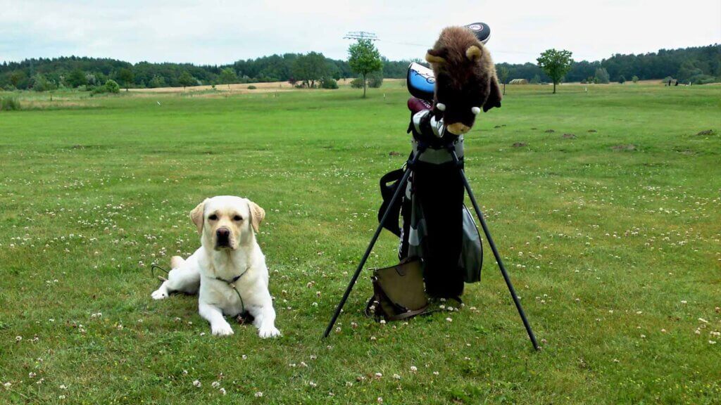 Golf With Dogs