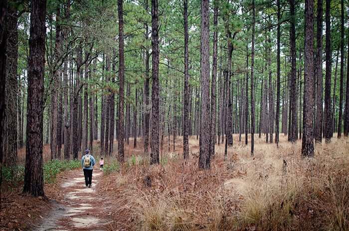 Southern Pines Weymouth Woods