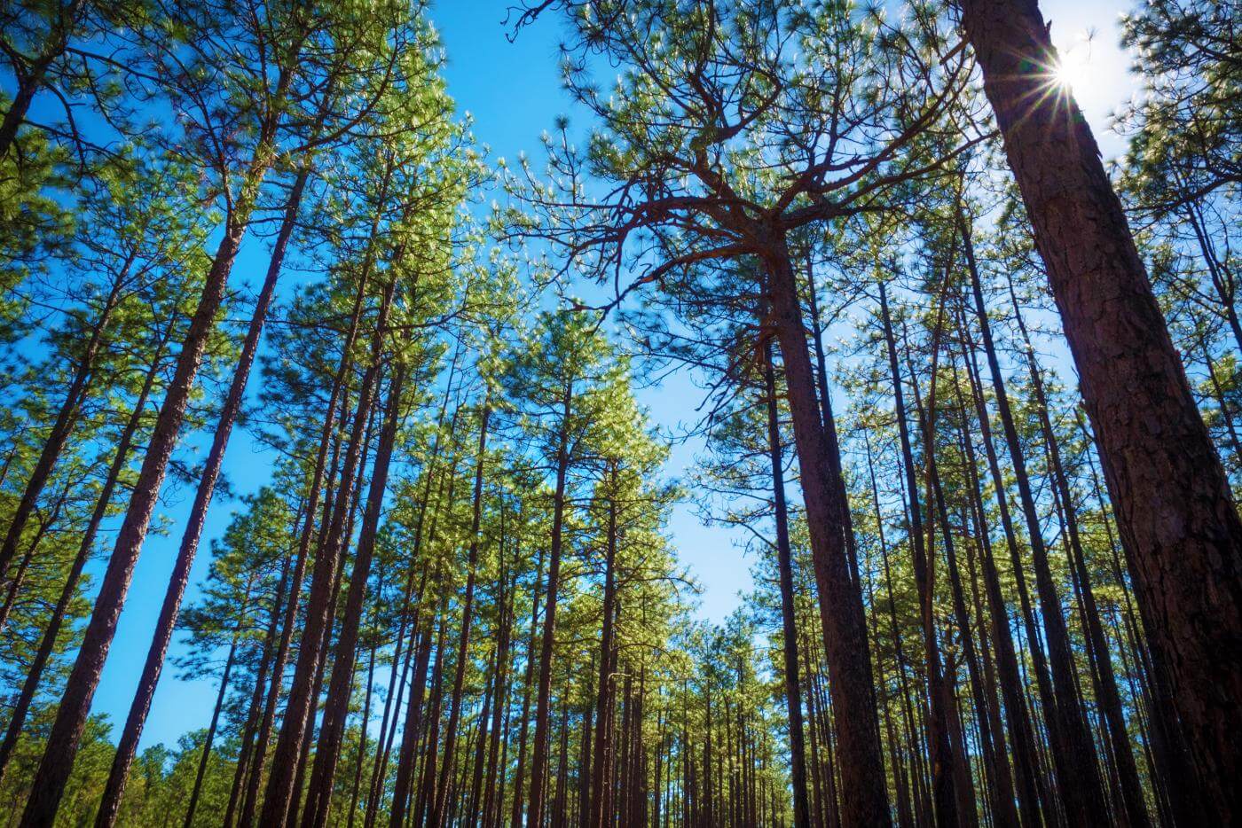 Weymouth Woods Catalog C Peek Photofiles