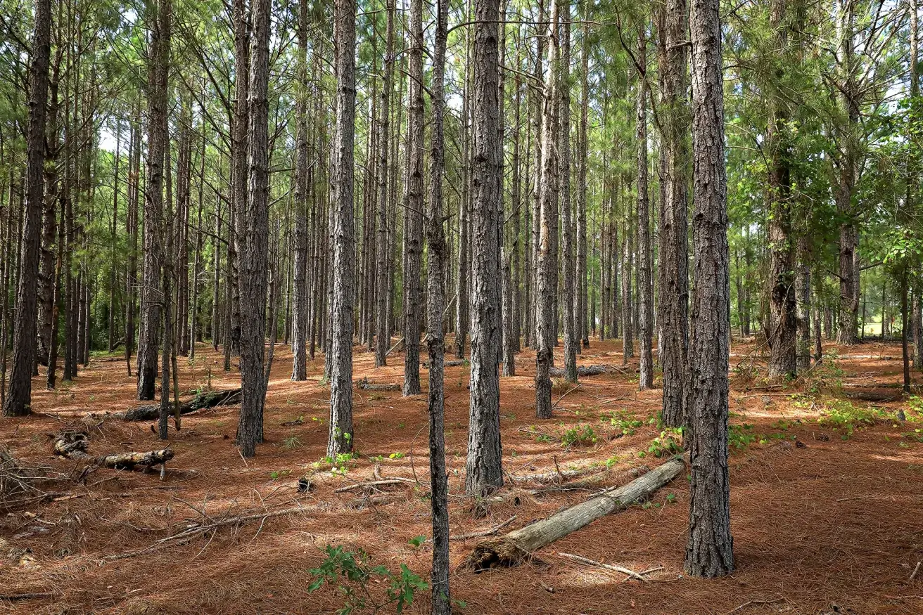 Hero Stories Longleaf Forest Jpg